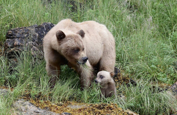 A mother bear and her cub A mother bear and her cub