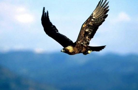 Aigle Aigle