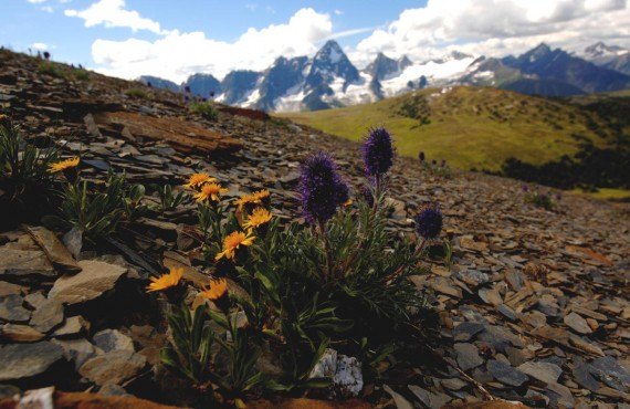 Alpine flowers, Destination BC, David Gluns (Destination BC, David Gluns) Alpine flowers, Destination BC, David Gluns (Destination BC, David Gluns)