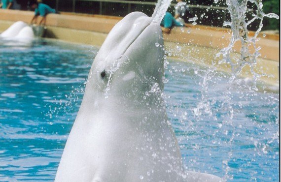 Beluga Beluga