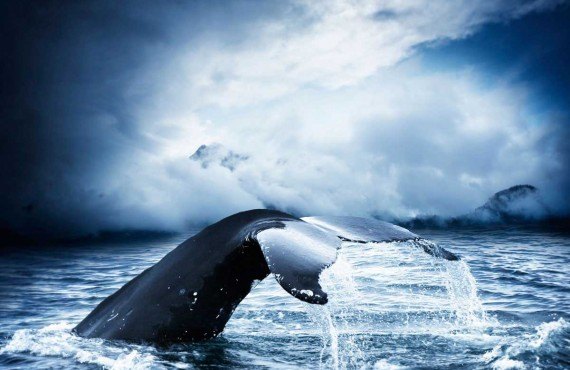Observation des baleines - Tadoussac
