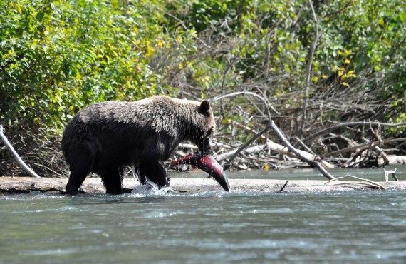 L'ours qui peche le saumon L'ours qui peche le saumon