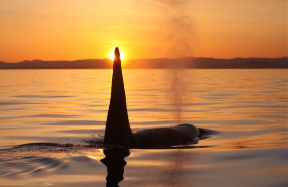 Whale at sunset Whale at sunset