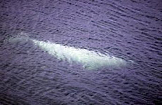 Ours polaires, Icebergs et Inuit Ours polaires, Icebergs et Inuit