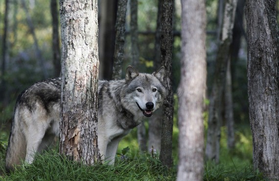 5-parc-omega-loup-gris 5-parc-omega-loup-gris