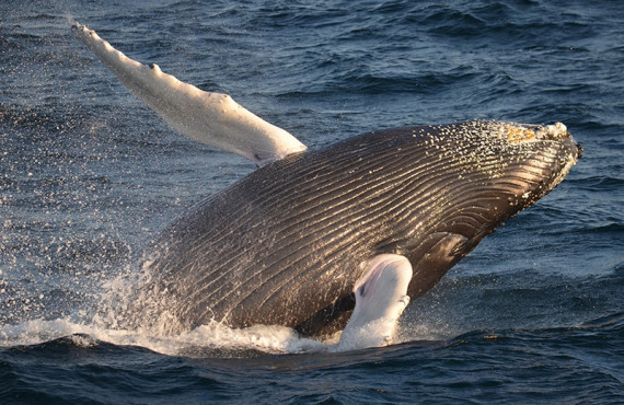 5-safari-baleines-boston.jpg