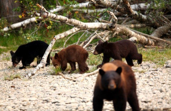 5-safari-ours-wells-gray 5-safari-ours-wells-gray