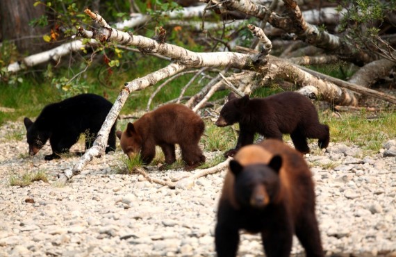 5-safari-ours-wells-gray 5-safari-ours-wells-gray