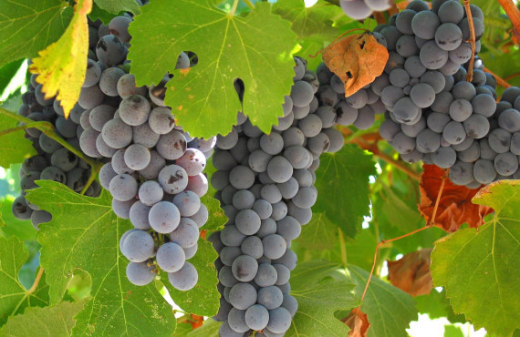 Promenade dans les vignes Promenade dans les vignes
