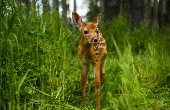Fawn Fawn