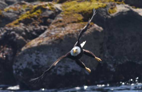 Bald Eagle Bald Eagle