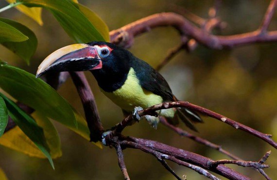 6-Biodôme_de_Montréal_(Claude_Lafond)32_160.jpg 6-Biodôme_de_Montréal_(Claude_Lafond)32_160.jpg