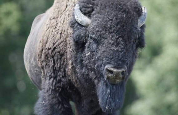 6-bison-zoo-st-felicien.jpg 6-bison-zoo-st-felicien.jpg