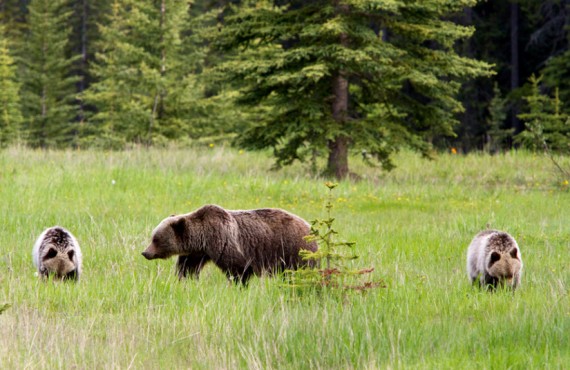 6-camping-lac-louise-grizzly 6-camping-lac-louise-grizzly