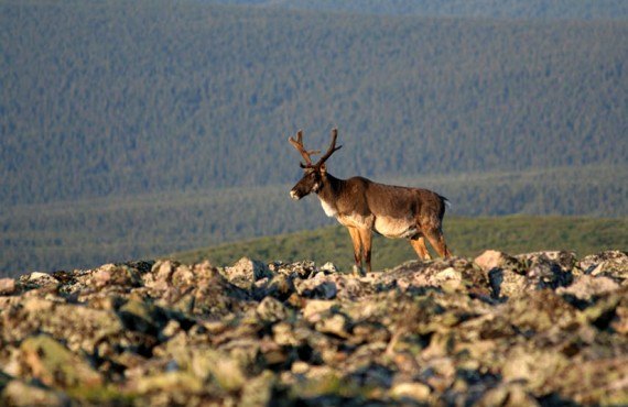 Parc de la Gaspésie - Faune Parc de la Gaspésie - Faune
