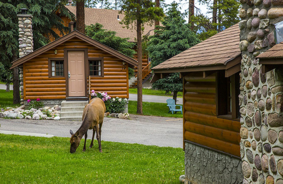 Wapiti autour des Chalets Wapiti autour des Chalets