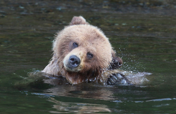 Un grizzly en pleine baignade