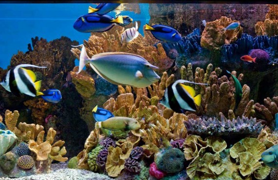 6-new-england-aquarium-boston.jpg 6-new-england-aquarium-boston.jpg