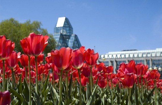Ottawa tulips (Tourisme Ottawa)