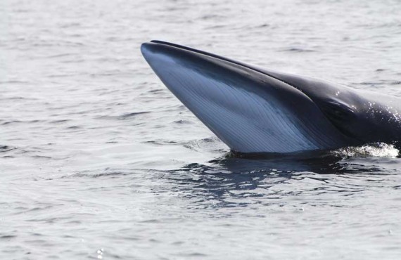 Auberge La Rosepierre - À proximité, les baleines Auberge La Rosepierre - À proximité, les baleines