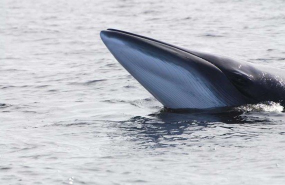 Auberge La Rosepierre - À proximité, les baleines Auberge La Rosepierre - À proximité, les baleines