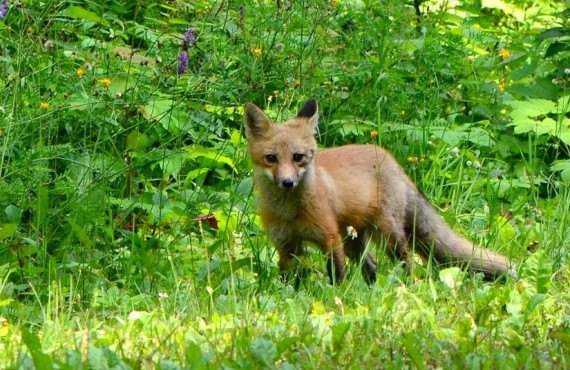 Parc de la Gaspésie - Rencontre d'un renard Parc de la Gaspésie - Rencontre d'un renard