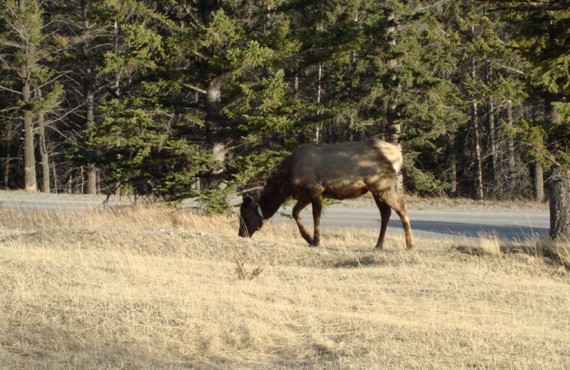 7-camping-tunnel-mountain-wapiti 7-camping-tunnel-mountain-wapiti