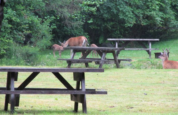 Camping Ucluelet - Animaux sur le site Camping Ucluelet - Animaux sur le site