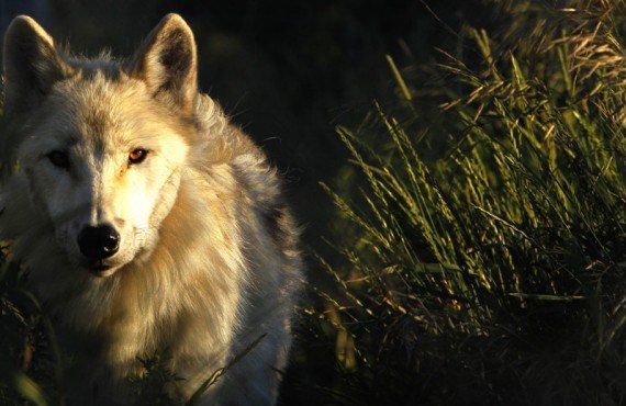 Ferme 5 étoiles - Contact avec les loups Ferme 5 étoiles - Contact avec les loups