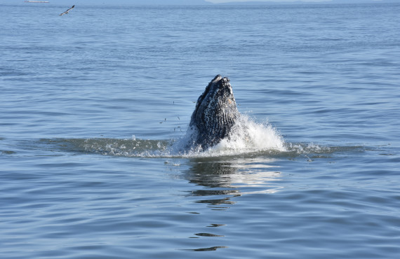 Humpback whale Humpback whale