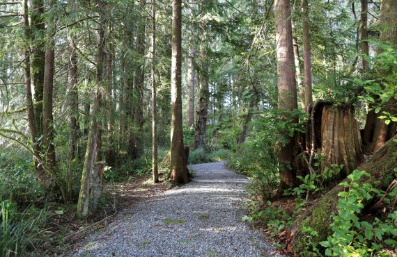 7-jamies-rainforest-inn-sentier 7-jamies-rainforest-inn-sentier