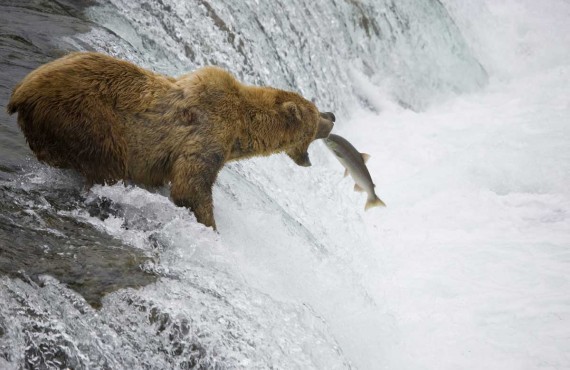 Ours Grizzly Ours Grizzly