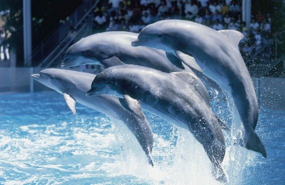 Dauphins Dauphins