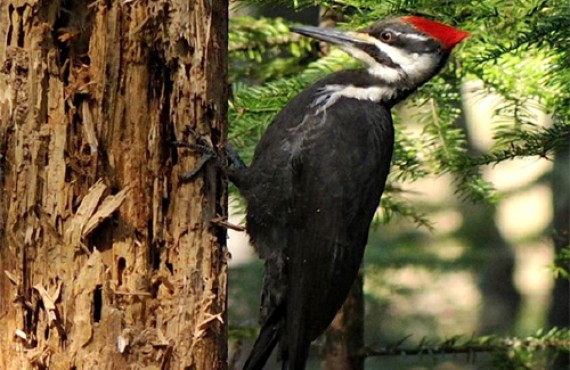 Observation d'oiseaux - Le Grand Pic Observation d'oiseaux - Le Grand Pic