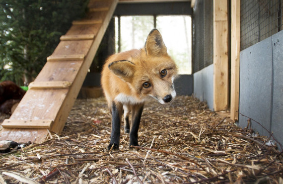 Fox Fox