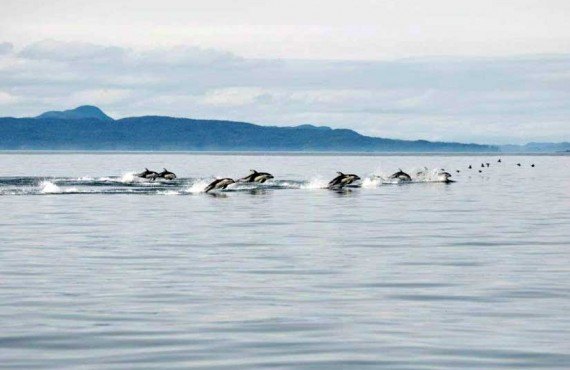 7-vie-sauvage-premiere-nation-dauphins.jpg 7-vie-sauvage-premiere-nation-dauphins.jpg
