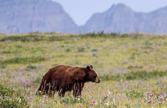 L'ours noir (Parcs Canada - Pat Snyder)