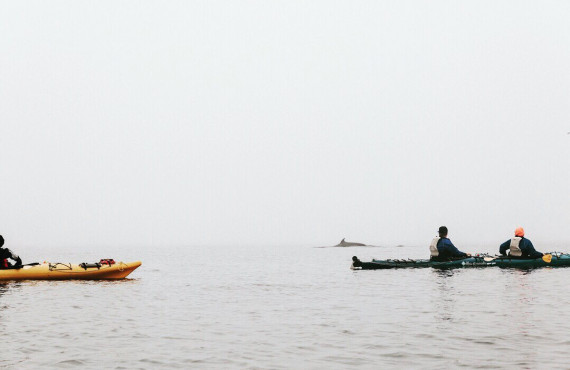 Kayak de mer avec les baleines