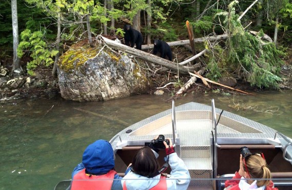 Safari ours Wells Gray Safari ours Wells Gray