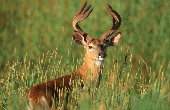 The wonderful White-tailed deer