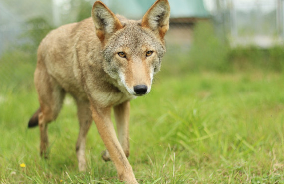 Coyote Coyote