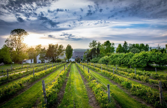 Vignoble sur l'île d'Orléans Vignoble sur l'île d'Orléans