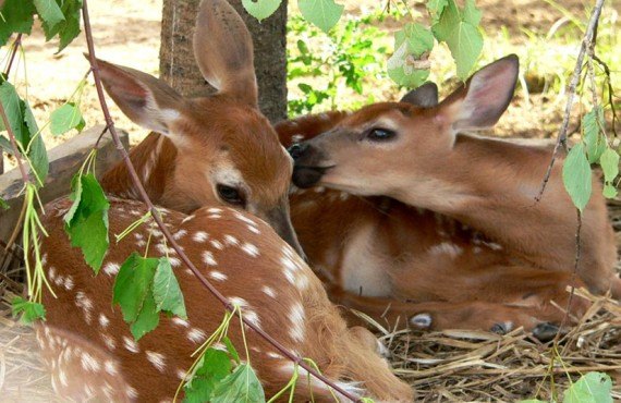Ferme 5 étoiles - Visite des animaux Ferme 5 étoiles - Visite des animaux
