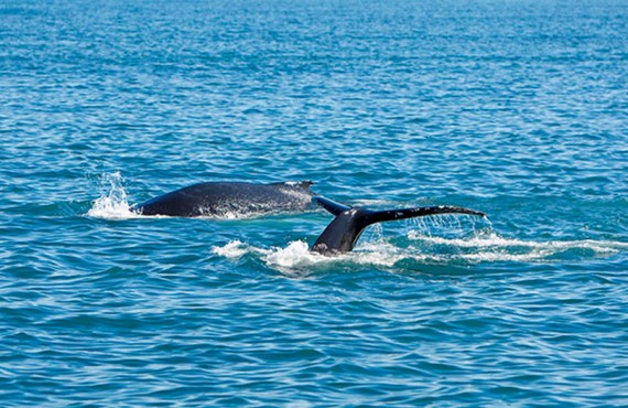 8-motel-studio-la-croisiere-baleines 8-motel-studio-la-croisiere-baleines