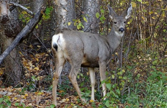 Le Cerf Le Cerf