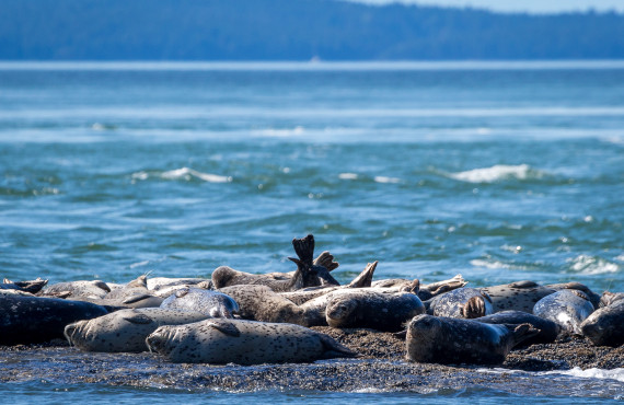 Seals Seals