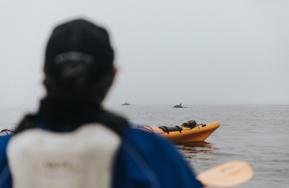 Whales watching Whales watching