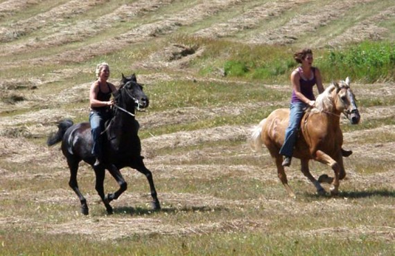 Auberge Logpile - Équitation à proximité Auberge Logpile - Équitation à proximité