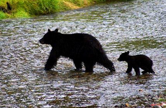 Auberge Ripley Creek - L'ours noir de la région Auberge Ripley Creek - L'ours noir de la région