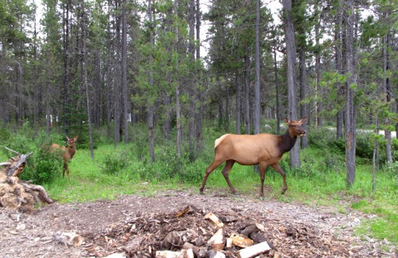 9-camping-wapiti 9-camping-wapiti